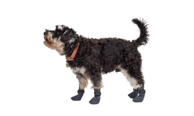 גרבי נעליים ספורטיביות לכלבים