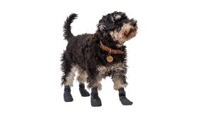 גרבי נעליים ספורטיביות לכלבים