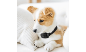 קולר נגד נביחות ללא שוק חשמלי לכלבים