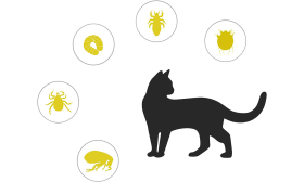 קולר טבעי נגד פרעושים וקרציות לחתולים